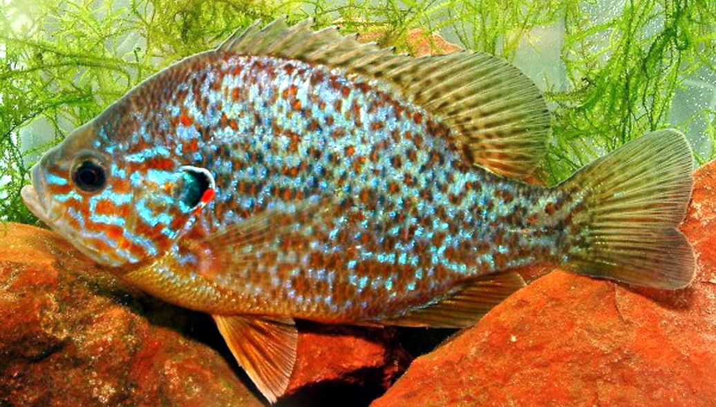 Lepomis gibbosus _04.jpg
